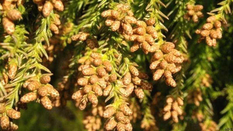 福井のスギ花粉、ピークはいつまで?予想以上の飛散続く?