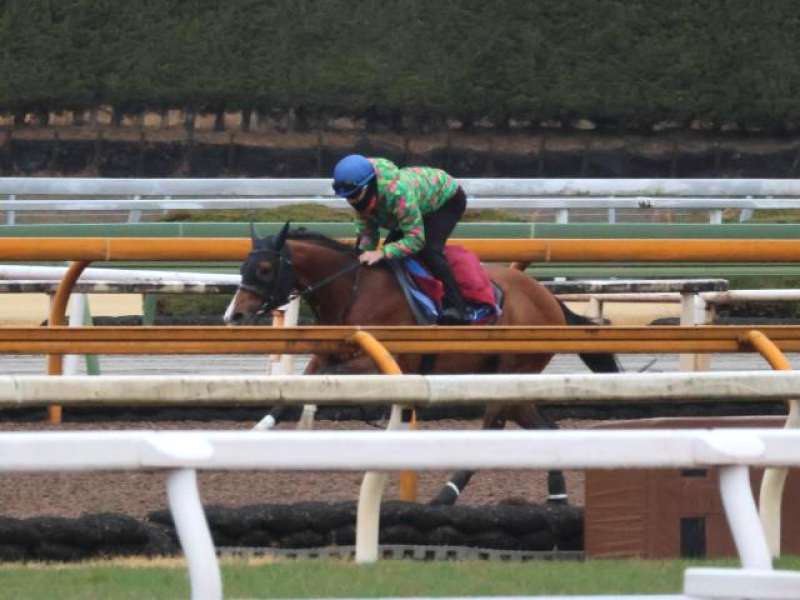 プログノーシス金鯱賞追い切りは?クイーンズウォークの状態は?