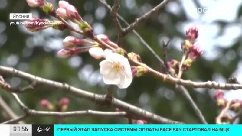 今年の桜の開花予想は?平年より早い地域も?