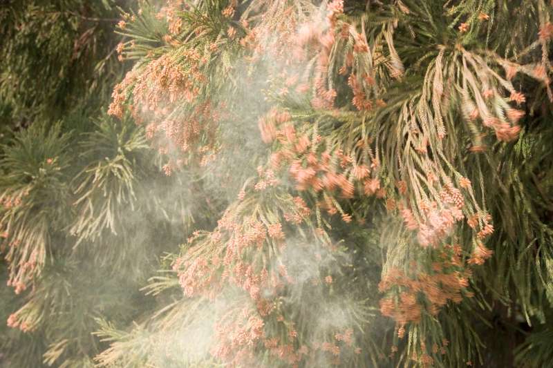 今年の花粉症はいつから?ピークは?子供の花粉症対策は?